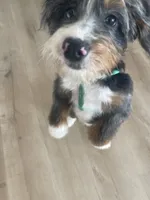 Rehoming Mini Bernedoodle , a female Miniature Bernedoodle for sale in Marion, OH – 3 of 10
