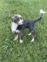 Rehoming Mini Bernedoodle , a female Miniature Bernedoodle for sale in Marion, OH – 9 of 10