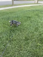 Rehoming Mini Bernedoodle , a female Miniature Bernedoodle for sale in Marion, OH – 5 of 10