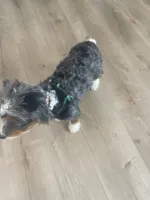 Rehoming Mini Bernedoodle , a female Miniature Bernedoodle for sale in Marion, OH – 7 of 10