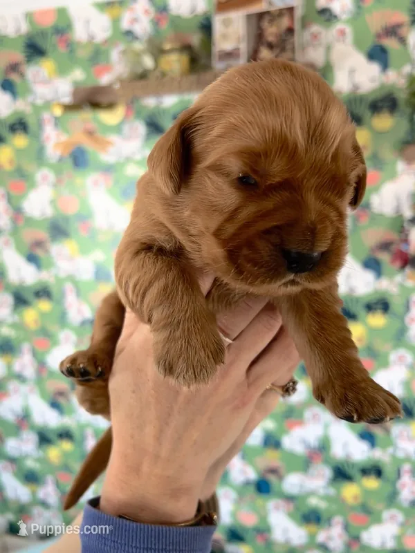 Girl Golden Retriever  AKC registered 