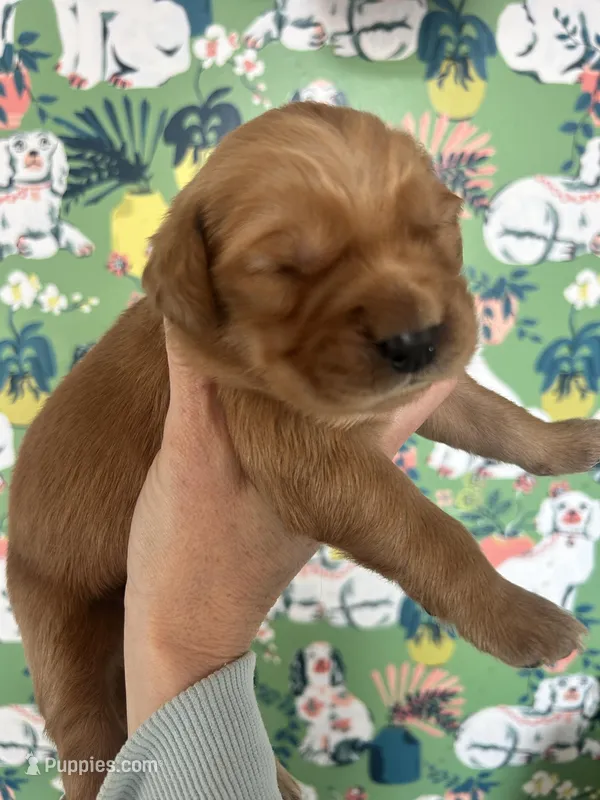 Girl golden AKC registered 