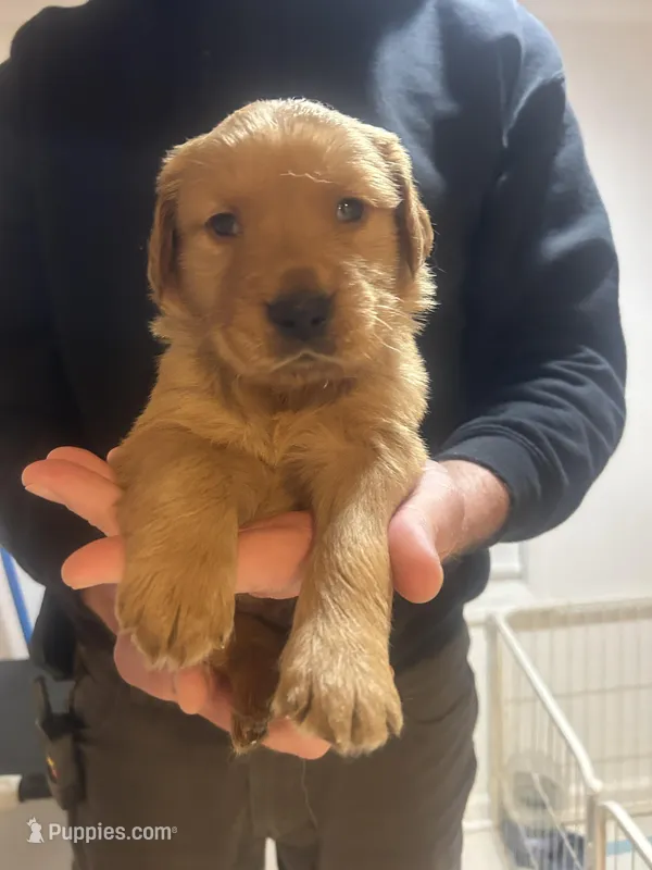 Male Golden Retriever AKC registered bright green collar  – Golden Retriever puppy for sale in Alamo, TN