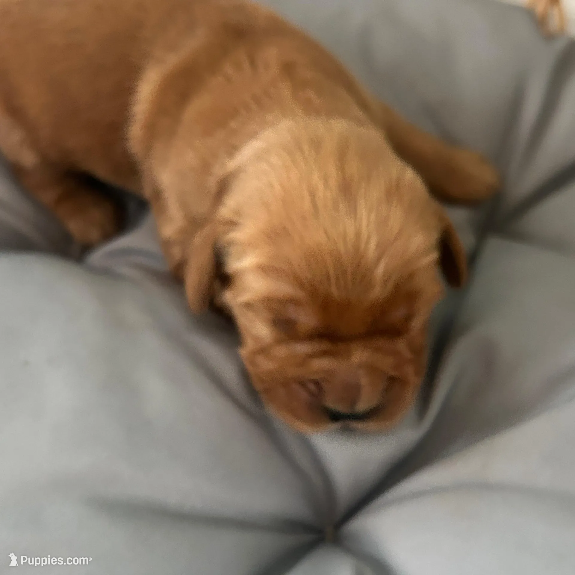 Male golden AKC registered 