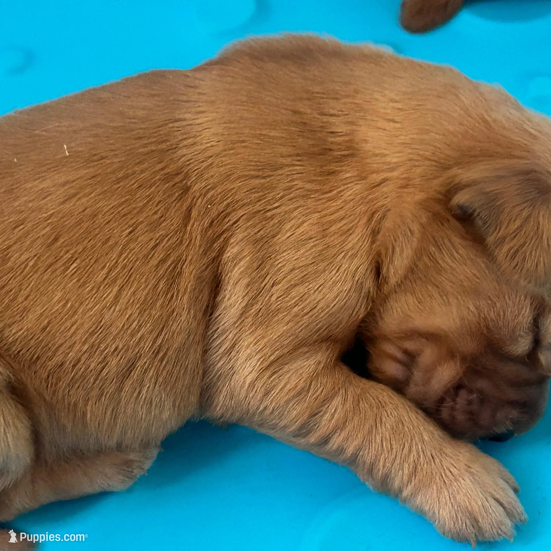 Male golden AKC registered 