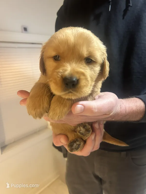 Male Golden Retriever AKC registered black collar  – Golden Retriever puppy for sale in Alamo, TN