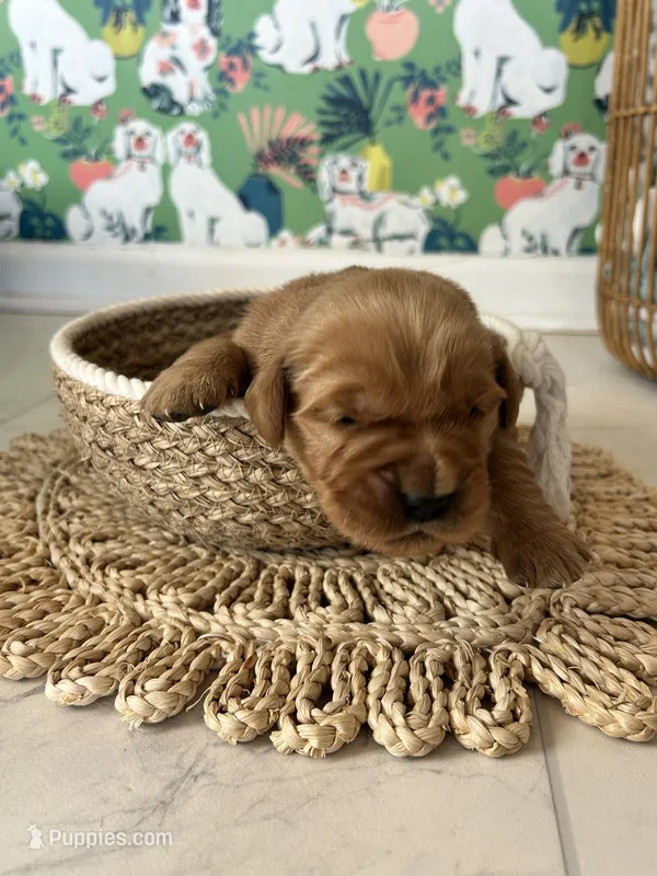 Male Golden Retriever AKC registered 