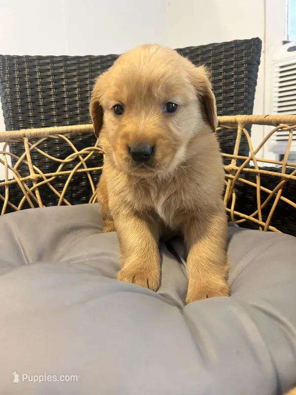 Girl Golden Retriever AKC registered purple collar , a female Golden Retriever for sale in Alamo, TN – Photo 1 of 1