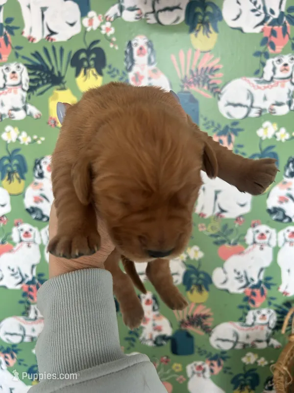 Girl golden AKC registered 