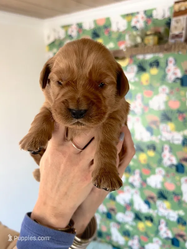 Girl Golden Retriever AKC registered 