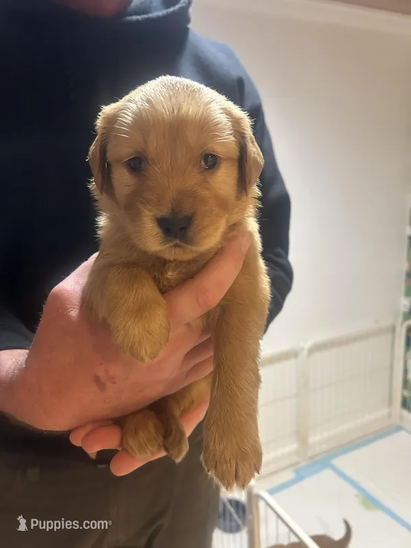 Male Golden Retriever  AKC registered red collar  – Golden Retriever puppy for sale in Alamo, TN