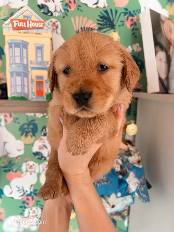 Male Golden Retriever  AKC registered red collar  – Golden Retriever puppy for sale in Alamo, TN