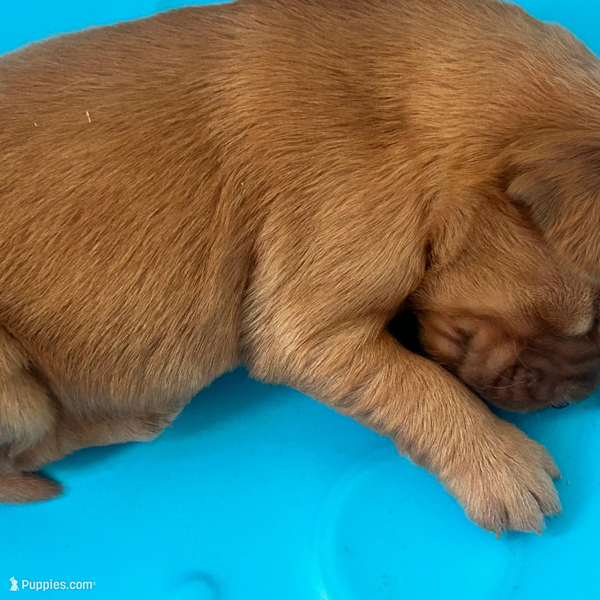 Golden retrievers AKC registered 