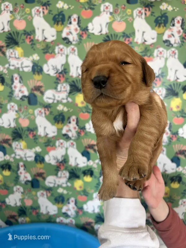 Male Golden Retriever  AKC registered 