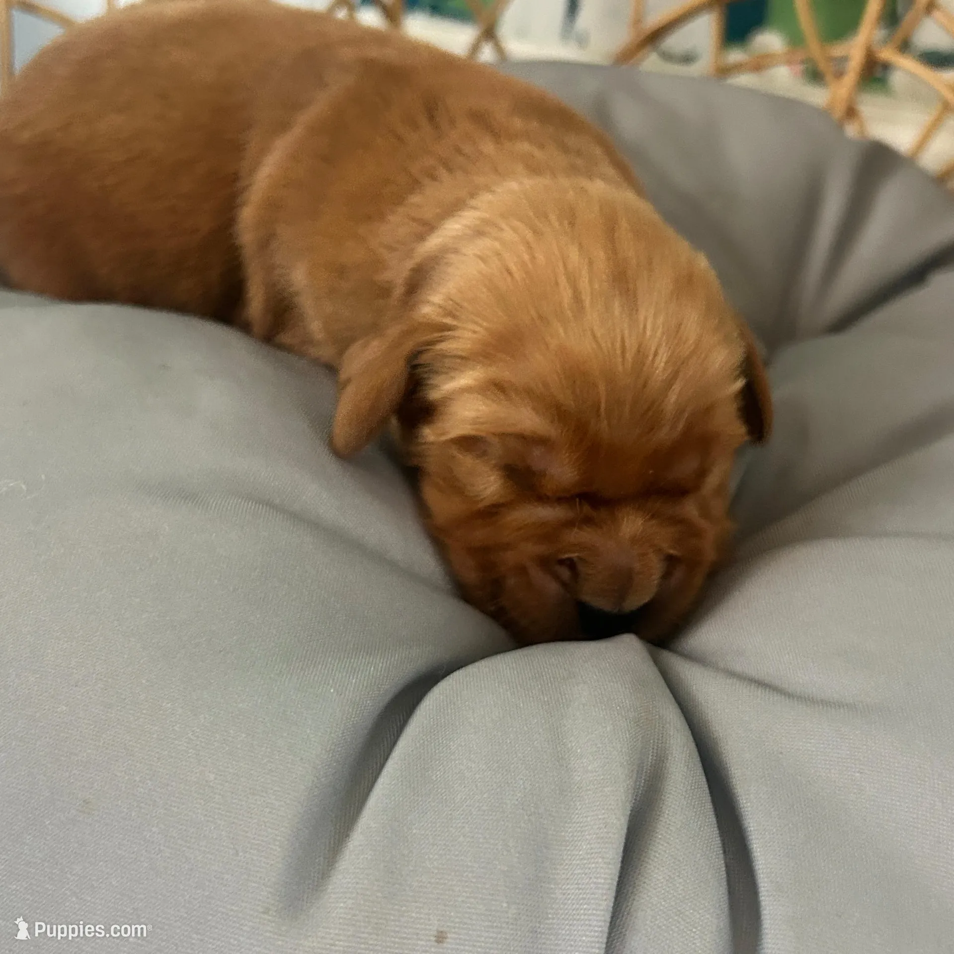 Male golden AKC registered 