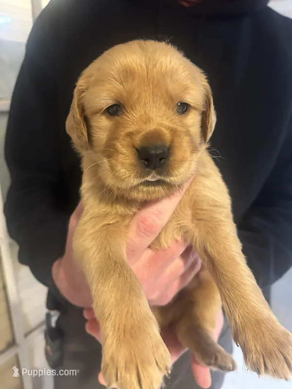 Male Golden retriever  AKC registered yellow collar  – Golden Retriever puppy for sale in Alamo, TN