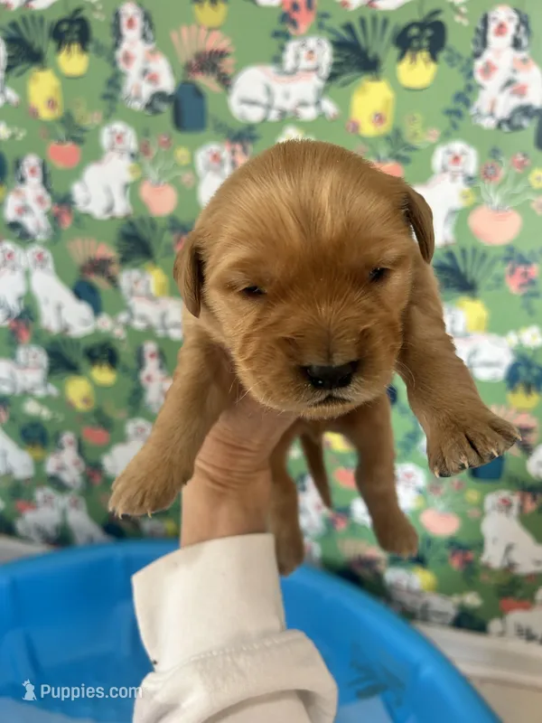 Male Golden retriever  AKC registered 