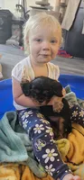 Prince, a male Cavalier King Charles Spaniel for sale in Gwinn, MI – 4 of 5