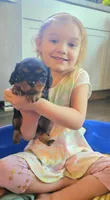 Prince, a male Cavalier King Charles Spaniel for sale in Gwinn, MI – 3 of 5