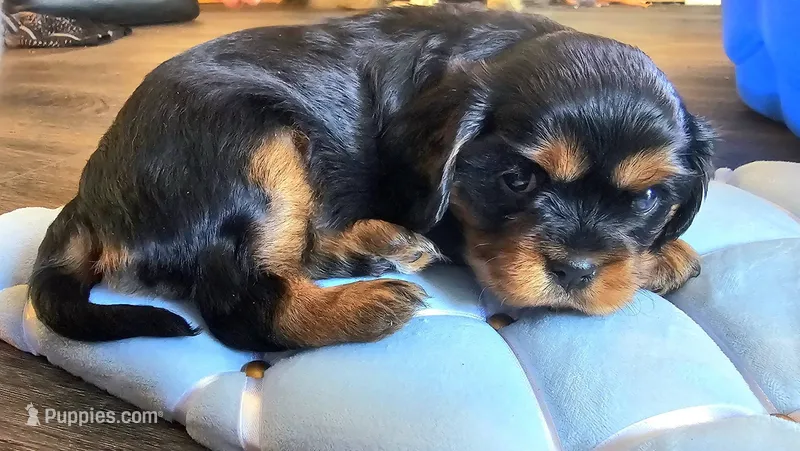 Prince – Cavalier King Charles Spaniel puppy for sale in Gwinn, MI