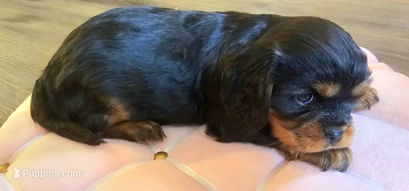 Princess – Cavalier King Charles Spaniel puppy for sale in Gwinn, MI