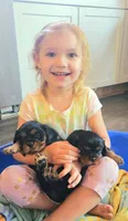 Prince, a male Cavalier King Charles Spaniel for sale in Gwinn, MI – 2 of 5