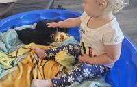 Prince, a male Cavalier King Charles Spaniel for sale in Gwinn, MI – 5 of 5