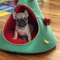 Princess, a female French Bulldog for sale in Boston, MA – Photo 2 of 2