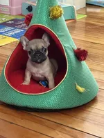 Princess, a female French Bulldog for sale in Boston, MA – Photo 2 of 2