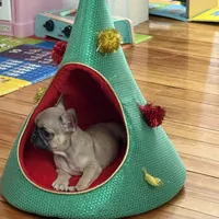 Princess, a female French Bulldog for sale in Boston, MA – Photo 1 of 2