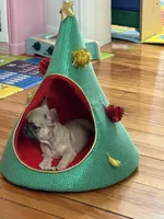 Princess, a female French Bulldog for sale in Boston, MA – Photo 1 of 2