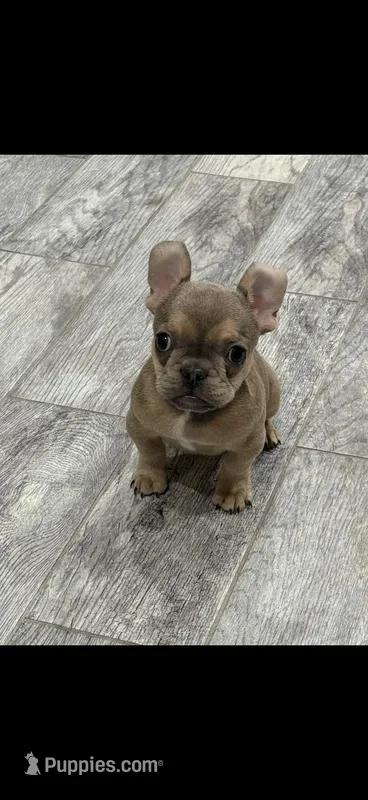Teddy  – French Bulldog puppy for sale in Boston, MA