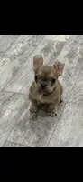 Teddy , a male French Bulldog for sale in Boston, MA – Photo 1 of 4
