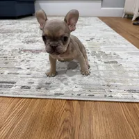 Teddy , a male French Bulldog for sale in Boston, MA – Photo 4 of 4