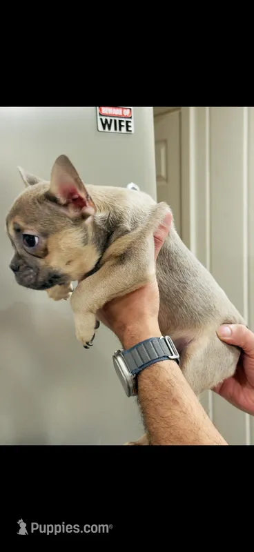 Rocky  – French Bulldog puppy for sale in Boston, MA