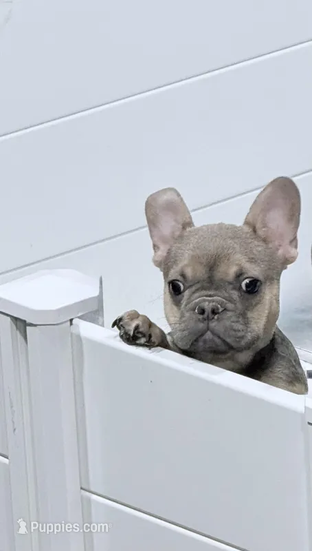 Rocky  – French Bulldog puppy for sale in Boston, MA