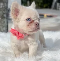 Noela, a female French Bulldog for sale in San Francisco, CA – 4 of 6