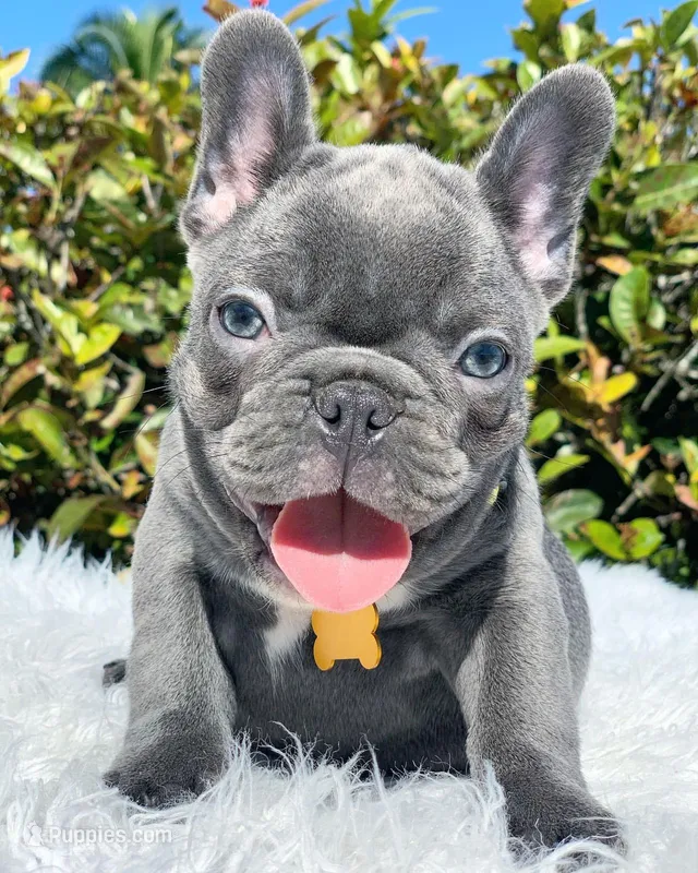 Noela – French Bulldog puppy for sale in San Francisco, CA