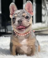 Noela, a female French Bulldog for sale in San Francisco, CA – 6 of 6