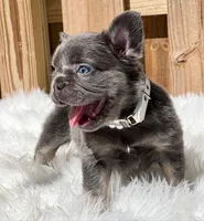 Noela, a female French Bulldog for sale in San Francisco, CA – 2 of 6