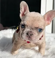 Noela, a female French Bulldog for sale in San Francisco, CA – 3 of 6