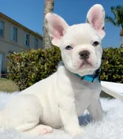 Noela, a female French Bulldog for sale in San Francisco, CA – 5 of 6