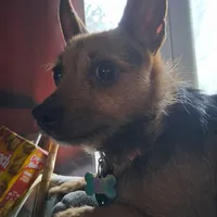 Coco, a female Chihuahua and Yorkshire Terrier for sale in Fostoria, OH – Photo 3 of 4