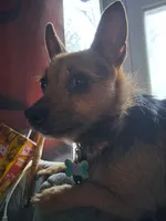 Coco, a female Chihuahua for sale in Fostoria, OH – Photo 1 of 2