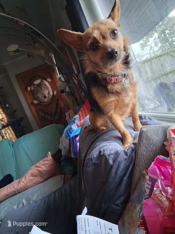 Coco – Chihuahua, Yorkshire Terrier puppy for sale in Fostoria, OH