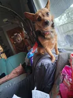 Coco, a female Chihuahua and Yorkshire Terrier for sale in Fostoria, OH – Photo 1 of 4