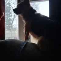 Coco, a female Chihuahua and Yorkshire Terrier for sale in Fostoria, OH – Photo 2 of 4