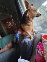 Coco, a female Chihuahua and Yorkshire Terrier for sale in Fostoria, OH – Photo 4 of 4