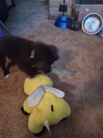 Puppy, a female Jack Russell Terrier and Pomeranian for sale in Fostoria, OH – Photo 2 of 4