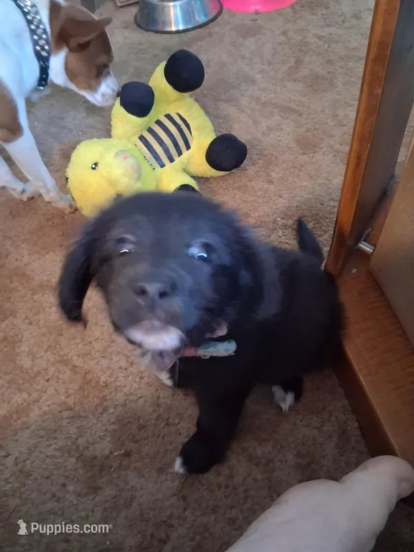 Puppy – Jack Russell Terrier, Pomeranian puppy for sale in Fostoria, OH